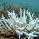 Image for article titled How Global Warming Is Dissolving Sea Life (And What We Can Do About It)